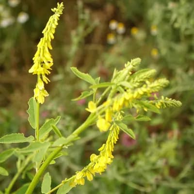 komonice lékařská - náhled 1