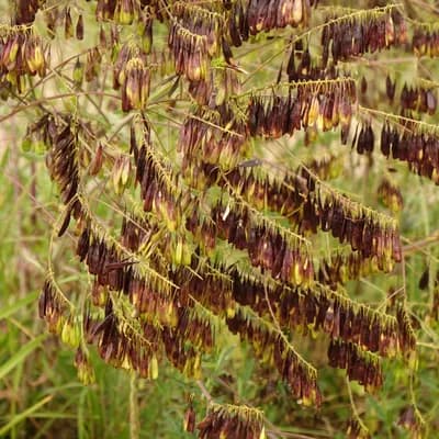 boryt barvířský - náhled 2