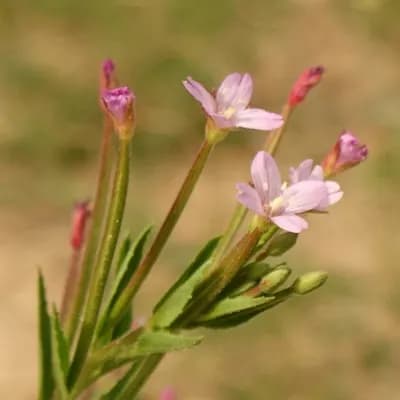 vrbovka malokvětá - náhled 1