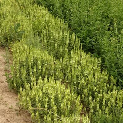 hojník yzopolistý - náhled 3