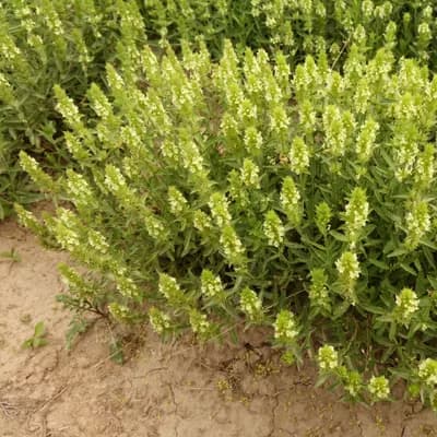 hojník yzopolistý - náhled 2