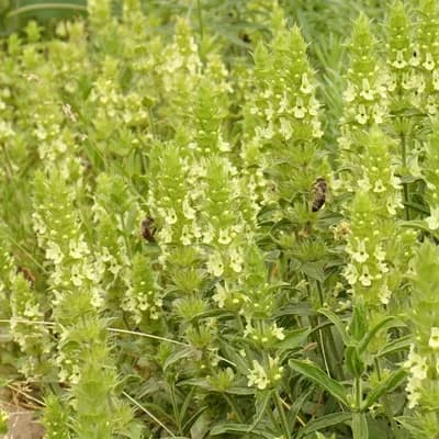 hojník yzopolistý - náhled 1