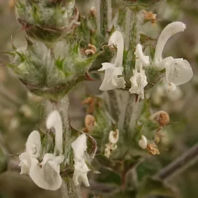 šalvěj etiopská - náhled 2