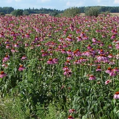 třapatkovka nachová - náhled 2