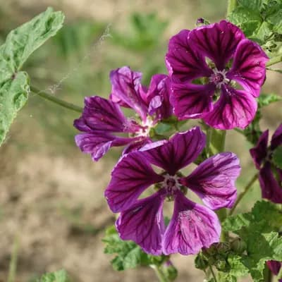 sléz lesní maurský - náhled 2