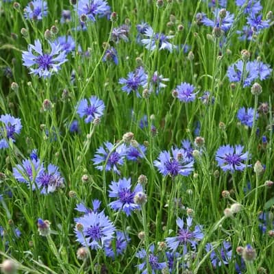 chrpa modrá - náhled 4