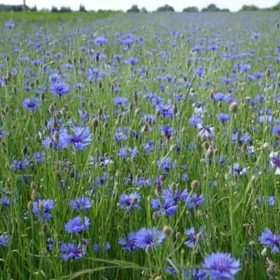 chrpa modrá - náhled 3