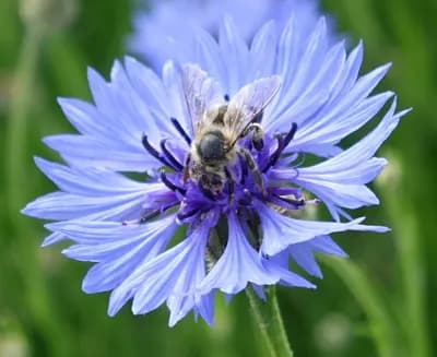 chrpa modrá - náhled 2