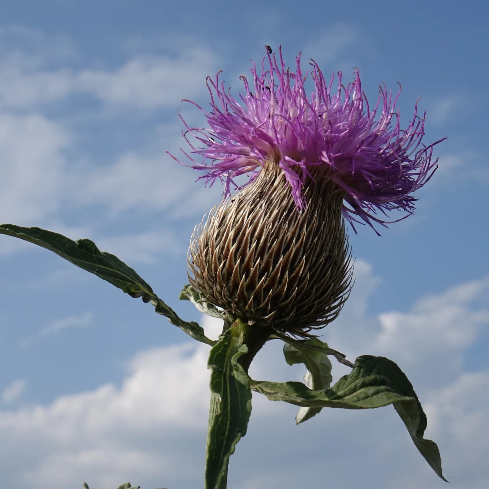 parcha léčivá - obrázek 1