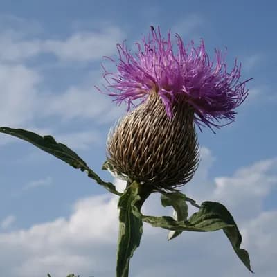 parcha léčivá - náhled 1