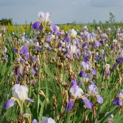 kosatec německý - náhled 2