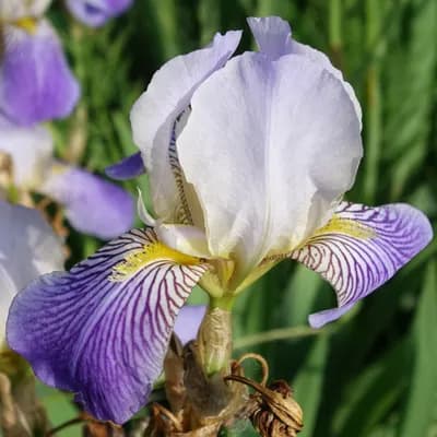 kosatec německý - náhled 1