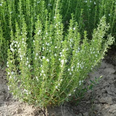 saturejka horská - náhled 2