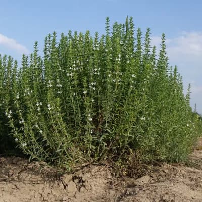 saturejka horská - náhled 3