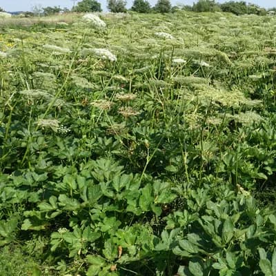 všedobr horský - náhled 4