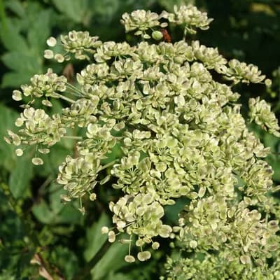 všedobr horský - náhled 3