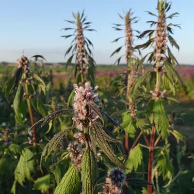 srdečník obecný - náhled 1