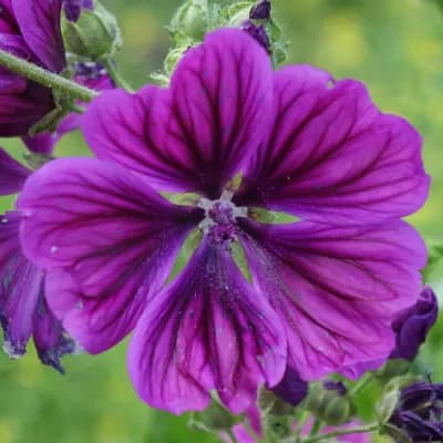 sléz lesní maurský - náhled 1