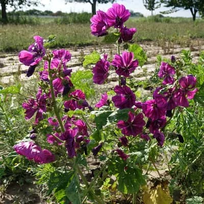 sléz lesní maurský - náhled 3