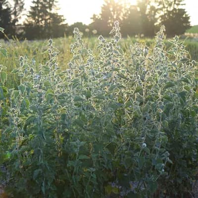 proskurník lékařský - náhled 4