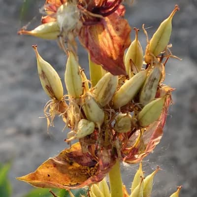 hořec žlutý - náhled 4