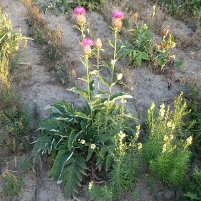 parcha léčivá - náhled 2