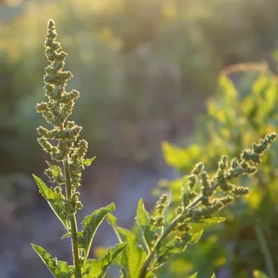 merlík všedobr - náhled 1