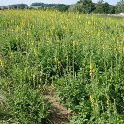 řepík lékařský - náhled 2