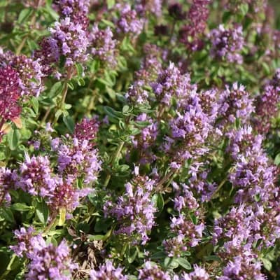 mateřídouška vejčitá - náhled 2