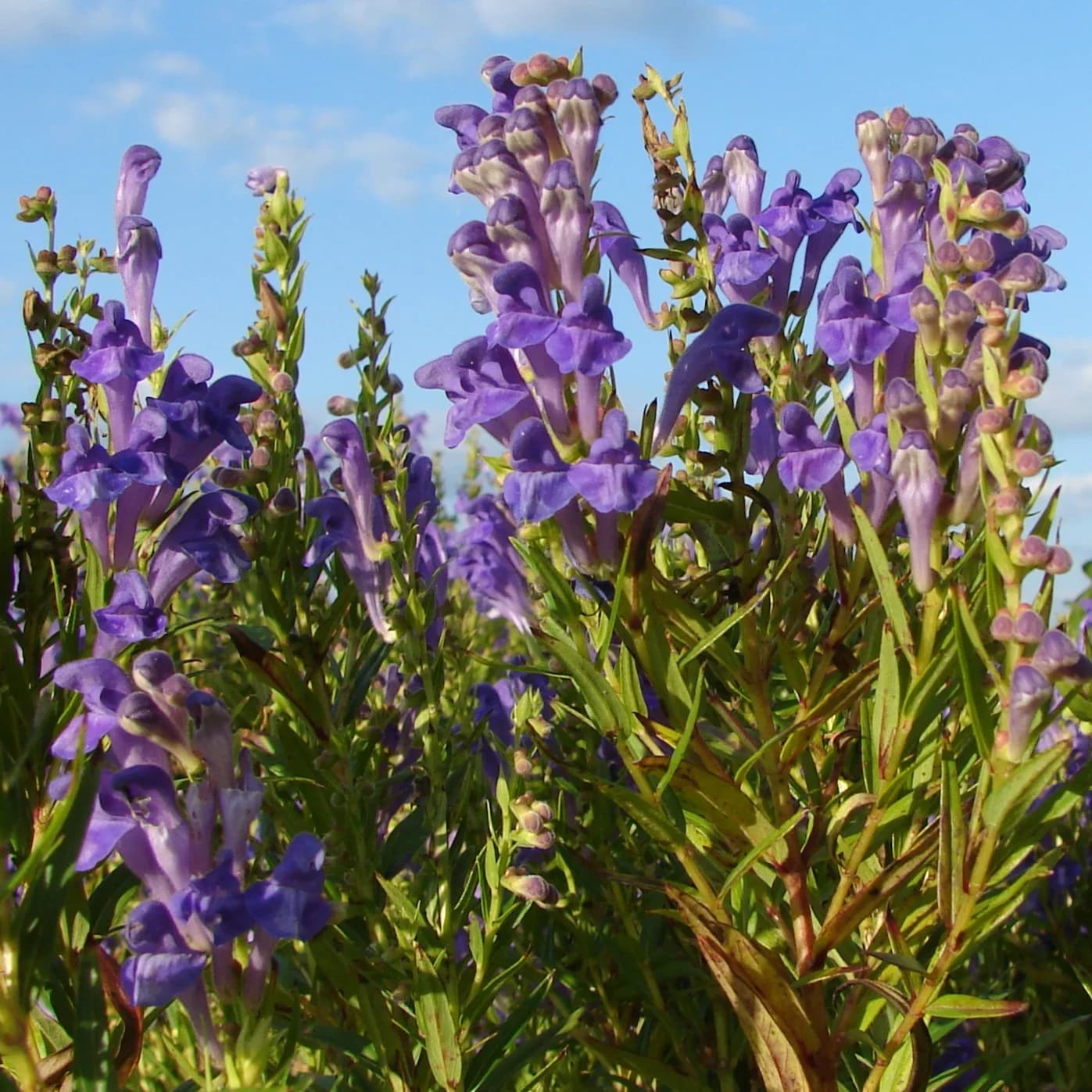 šišák bajkalský - obrázek 1