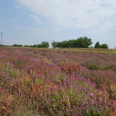 mateřídouška vejčitá - náhled 5