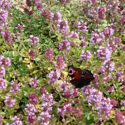 mateřídouška vejčitá - náhled 3