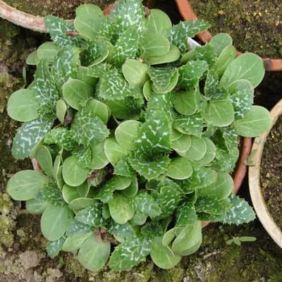 ostropestřec mariánský - náhled 2