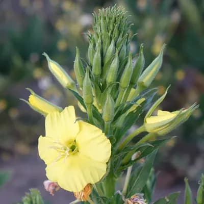 pupalka dvouletá - náhled 1