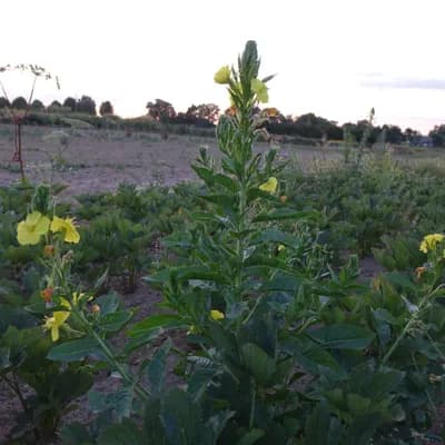 pupalka dvouletá - náhled 2