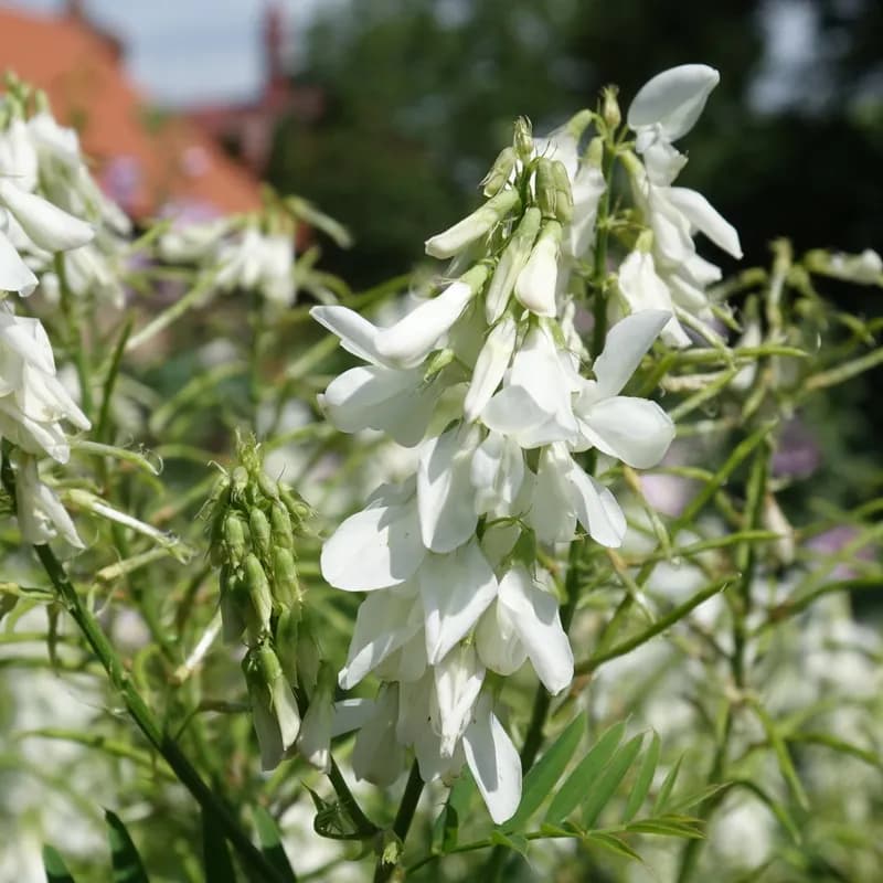 jestřabina lékařská