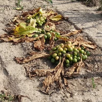 mandragora lékařská - náhled 4