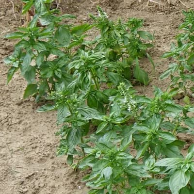 bazalka pravá - náhled 2