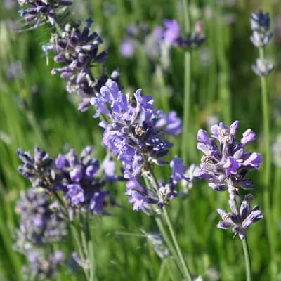 levandule lékařská - náhled 1