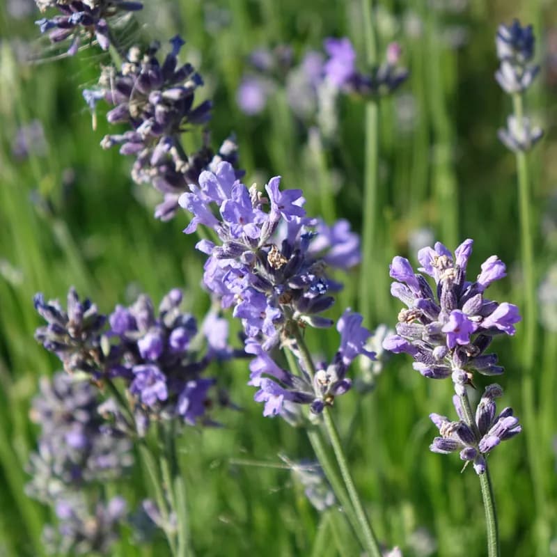 levandule lékařská