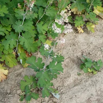 makleja srdčitá - náhled 2