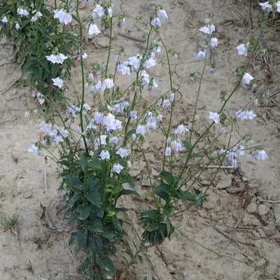 zvonovec liliolistý - náhled 3