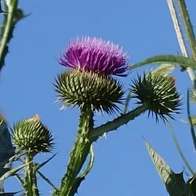 ostropes trubil - náhled 1