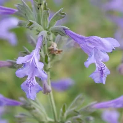 šanta sibiřská - náhled 2