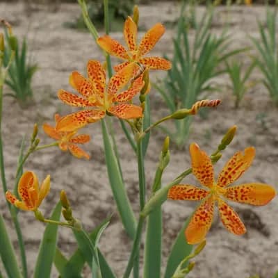 anginovník čínský - náhled 3