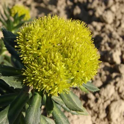 rozchodnice růžová - náhled 2