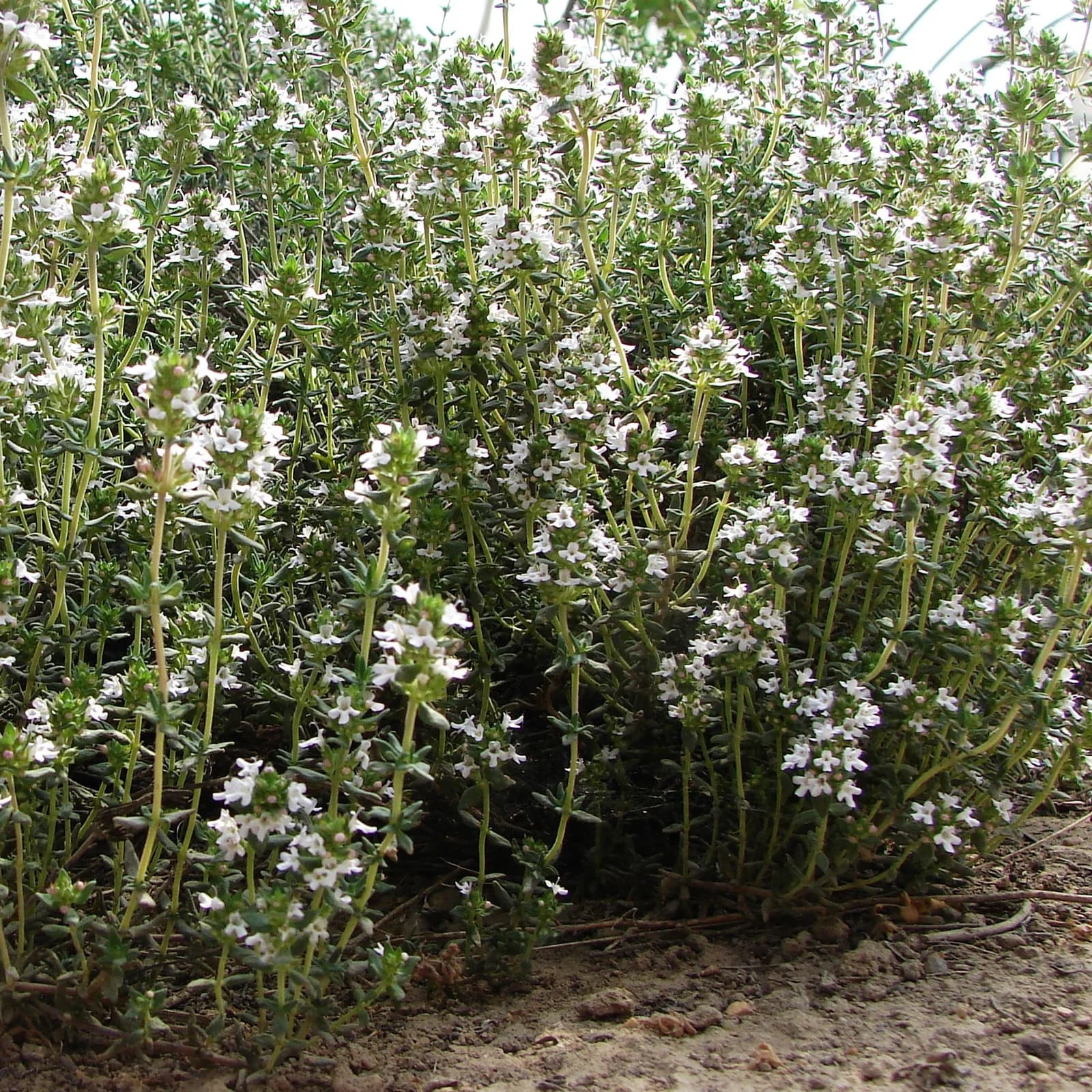 tymián obecný - obrázek 1