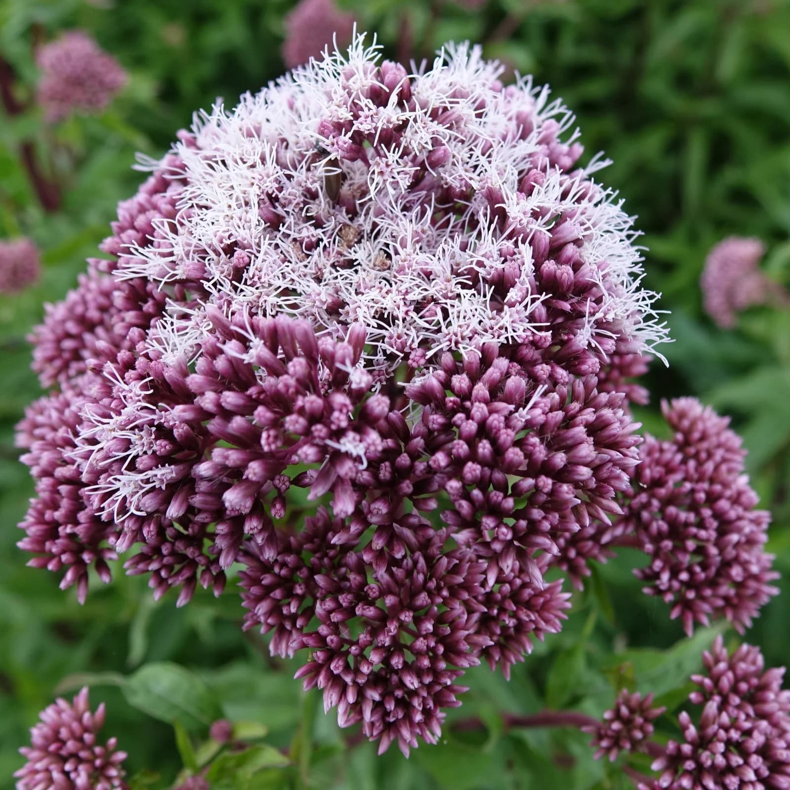 sadec konopáč - obrázek 1