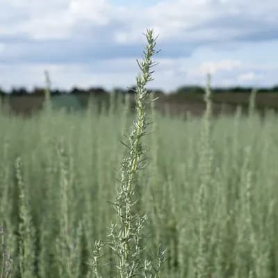 pelyněk pontický - náhled 1