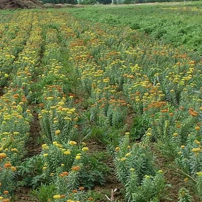 rozchodnice růžová - náhled 4